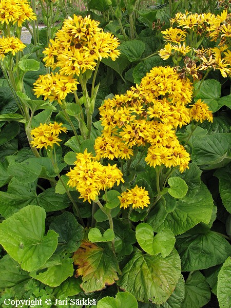Kuljunnauhus, Ligularia 'Julia'